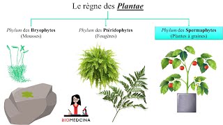 Biologie Végétale ملخص بسيط [upl. by Bourgeois648]