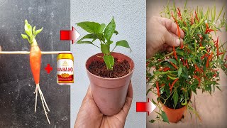 SPECIAL TECHNIQUE  Propagating chili plants with beer plants grow well amp bear fruit all year round [upl. by Rafaello]