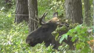 Wildpferd Elch und Fischotter im Wildpark Schorfheide [upl. by Ivek]