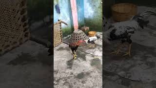 My home bred shorts aseelmurga MukeshVlogs1044 [upl. by Jacquet]