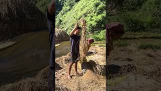 A couple traditionally harvesting and threshing rice by pounding it on a stone [upl. by Ahtanoj]