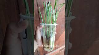 tips tanamsereh gardening kebunorganik mandiripangan kebunpekarangan sereh shortsvideo [upl. by Maltz]