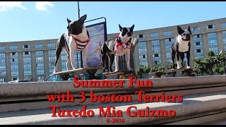 Summer Fun with 3 Boston Terriers [upl. by Bonacci]