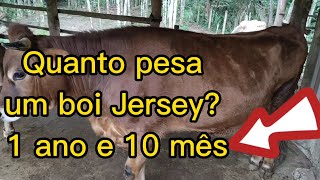 Confinamento de boi Jersey confira o peso na fita [upl. by Doble]