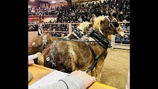 Kalona February Workhorse Sale 2022  Kalona Sales Barn  Kalona Iowa [upl. by Lynch516]