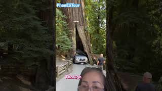 Car scrapes through redwood trunk short carscrapes throughredwood [upl. by Ahsienyt]