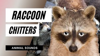 The Animal Sounds Raccoon Chitters  Sound Effect  Animation [upl. by Lawley]