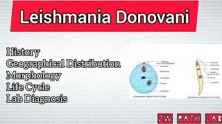 Leishmania Donovani  Morphology life cycle  Part 2 [upl. by Armillda402]