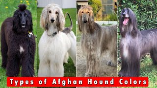 Different Types of Afghan Hound Colors and Pattern  Types of Afghan Hound Colors [upl. by Kcinemod]