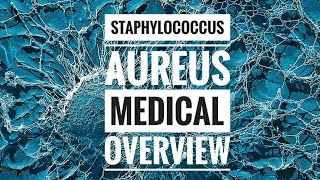 Staphylococcus aureus MRSA [upl. by Yllom882]