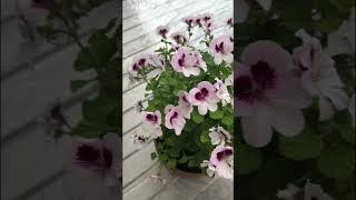 Pelargonium 天竺葵 Plants of the genus Geranium [upl. by Nalloh245]