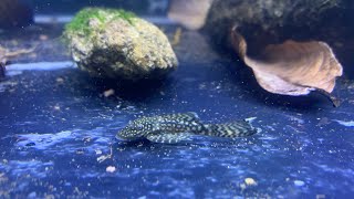 Bristlenose pleco [upl. by Zurc123]