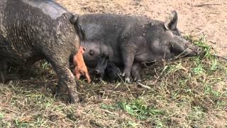 American guinea hog newborn piglets rare recessive red guinea [upl. by Yreneh]