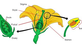 Cross Pollination and Self Pollination in Angiosperms plants flower [upl. by Isma]