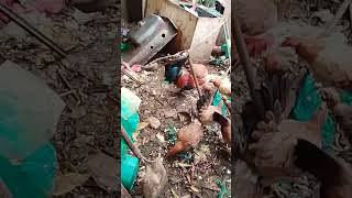 Gallos y gallinas de pelea comiendo arroz Para evitar peleas primero lo dispersamos Pollitos tambi [upl. by Ateekan]