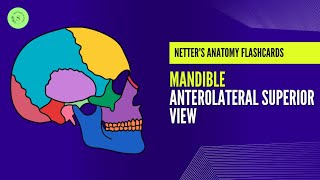 Mandible Anterolateral Superior View By Dr Areej Fatima [upl. by Raseac639]