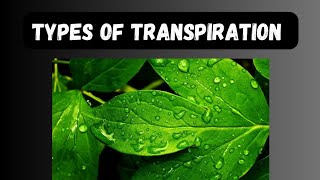 Types of transpiration [upl. by Hairom]