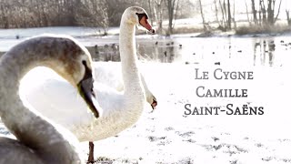 Danse libre dOlga Cavallaro sur Le Cygne de SaintSaëns joué par Viktoriia VolkovaGiannoni [upl. by Dnivra]