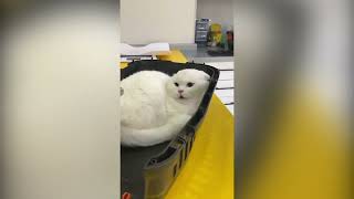 Screaming Cat At Vet Original Meme Template [upl. by Faustina898]