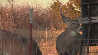 Short Late Season Bow Hunt [upl. by Choong]