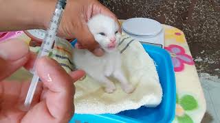 Cat Care 101 Kittens 1st deworming and vitamin1st bath and deworming for mamacat after giving birth [upl. by Esele]