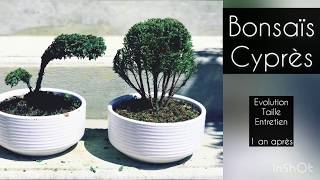 BONSAI CYPRES 6 MOIS APRES [upl. by Charpentier218]