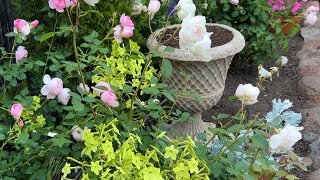 April 2024 Garden Walk – David Austin Roses Supertunias Nicotiana Jupiters Beard [upl. by Rhea]