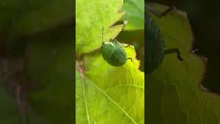 Common Green Shieldbug Nymph On Plant stinkbug insects nature [upl. by Phiona]