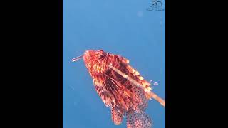 Lionfish on the Menu 🐟🍴 [upl. by Jammal896]