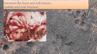 Laboratory on Bone Augmentation Techniques Dr Loic Legendre [upl. by Walcoff983]