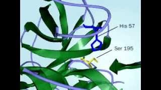 Chymotrypsin Mechanism of action of Chymptrypsin fully defined [upl. by Calypso]