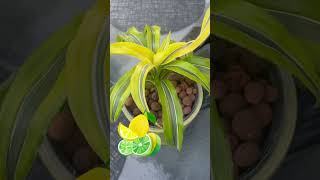 Lemon Lime Dracaenaplants patio dracaena vibing [upl. by Atkins789]