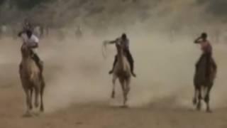 Festival hosts camel races in India [upl. by Nitsuga211]