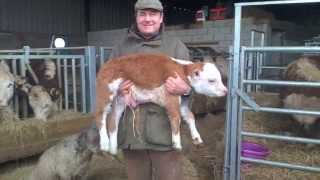 Miniature pedigree Hereford bull quotChallengerquot [upl. by Enirak137]