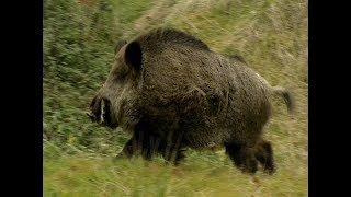 HE TALKS TO WILD BOARS  IL PARLE AUX SANGLIERS [upl. by Wilton]