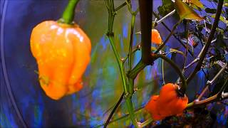 Watch a Scorpion Pepper Ripen [upl. by Acire651]