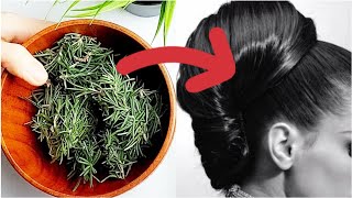 Rosemary For Hair Growth Hair Loss [upl. by Anived]