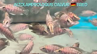 Altolamprologus calvus 🇩🇪 bred [upl. by Alvie928]