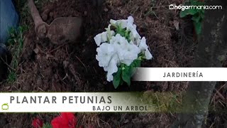 Plantar petunias bajo un árbol  Hogarmanía [upl. by Eisele]