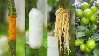 Best method of propagation lemon tree by air layering with tissue paper [upl. by Cheung]