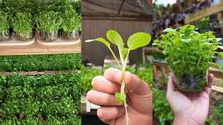 STOP Growing Microgreens in Plastic Use Glass Containers [upl. by Aikan]