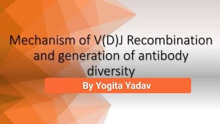 Generation of Antibody diversity [upl. by Tayib]