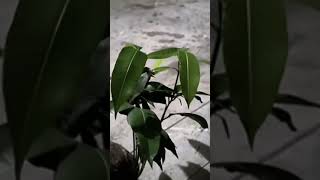 Coconut lo mango tree 🌴 full link open my channel likesviews love kala grandham bramam garu [upl. by Eladnor212]