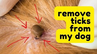 Removing ticks from my dog [upl. by Anirhtak]