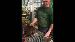 How to…Take Dahlia Cuttings Part 13 [upl. by Curren]