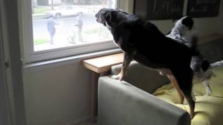 Dogs Barking At Mailman [upl. by Mellen158]