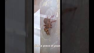 Spider meme zackdfilms meme viral [upl. by Devine]