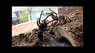 Ceratogyrus marshalli Tarantula Mating [upl. by Hild906]