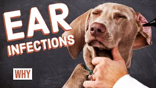 Ear Infections in Dogs [upl. by Crelin]