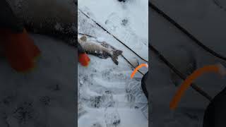 жерлицы живец река shortvideo поклевка fishing щука природа [upl. by Lap]